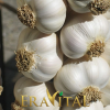 Eravital Fresh garlic