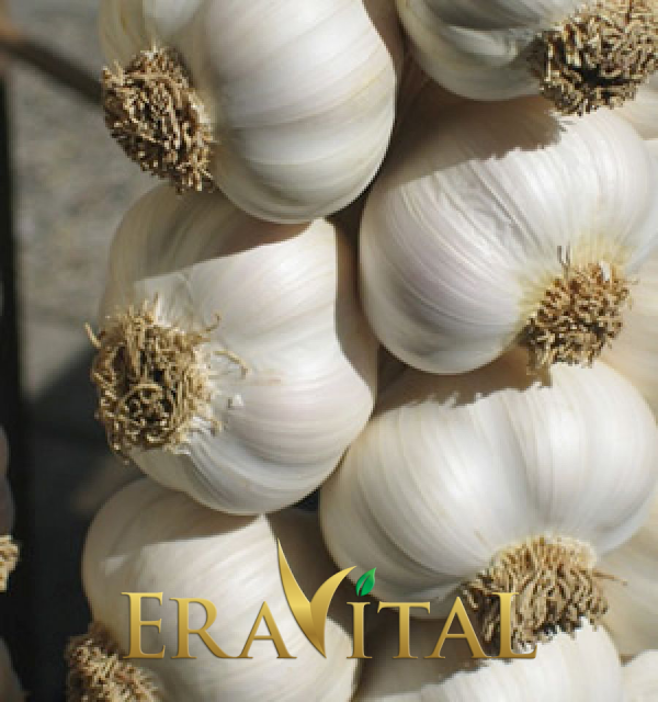 Eravital Fresh garlic